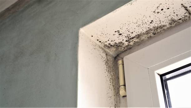 Best Mold Damage Restoration  in Booker, TX
