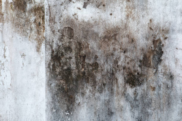 Best HVAC Mold Inspection and Cleaning  in Booker, TX