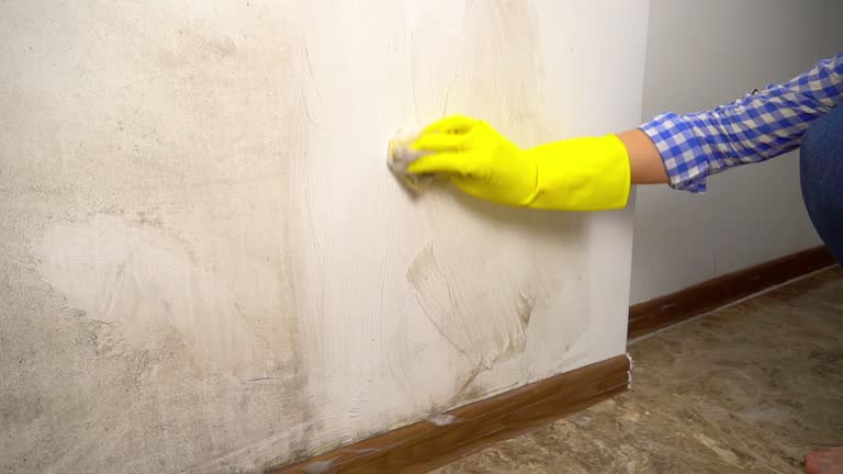 Best Mold-Related Health Consultation  in Booker, TX